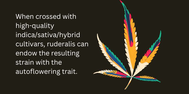 Cannabis Ruderalis: The Forgotten Plant