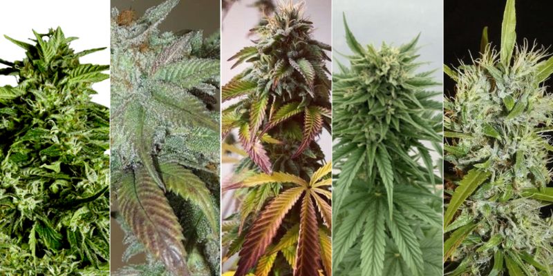 Photoperiod Cannabis Seeds