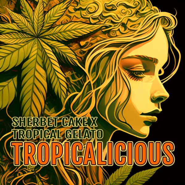 Elev8 Tropicalicious Fem 6 pk - Image 2