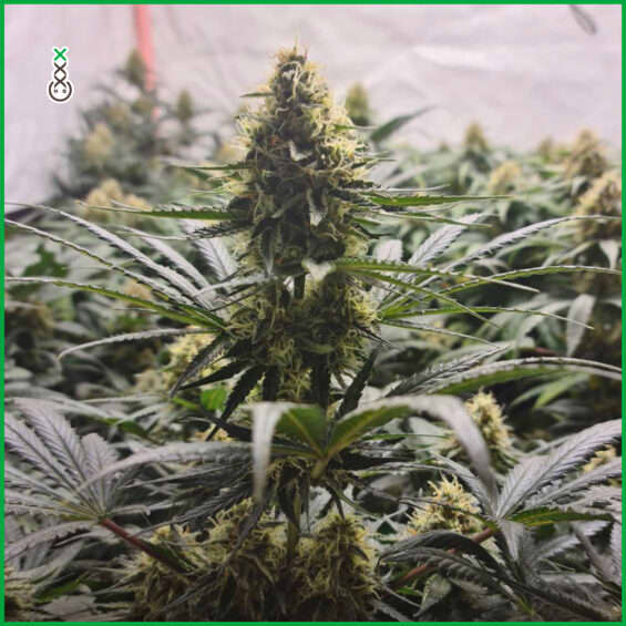 Buy Seeds Online from Seed Cellar for the Best Cannabis!