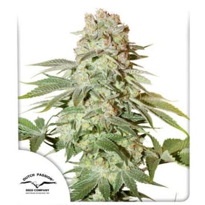 fem seeds, cannabis seeds, ship to us