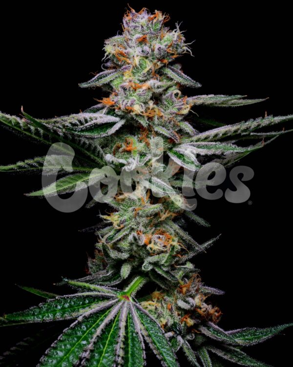 Cookies Grapefruitz Fem 6pk