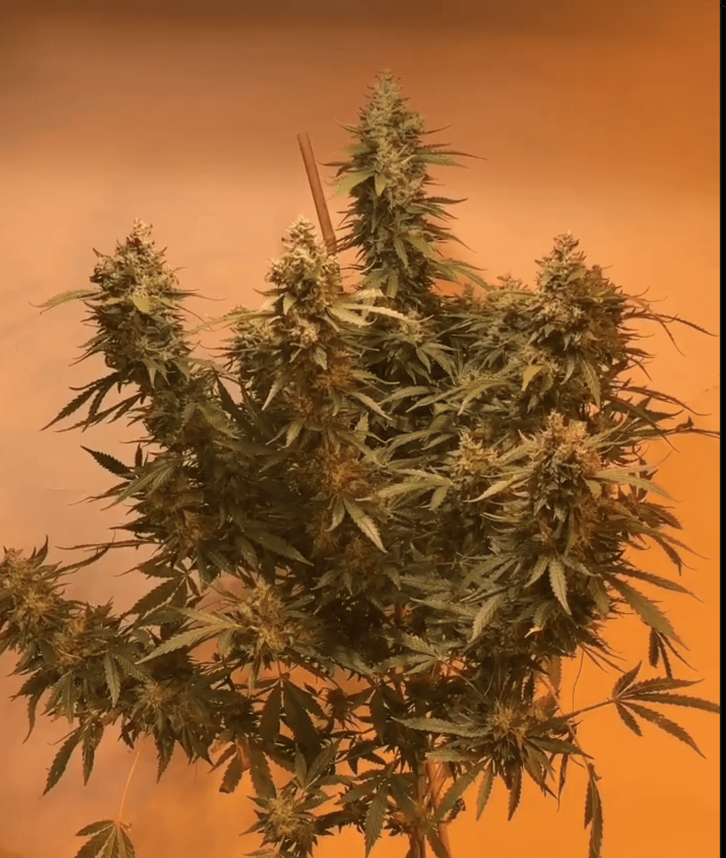 Buy Seeds Online From Seed Cellar For The Best Cannabis!