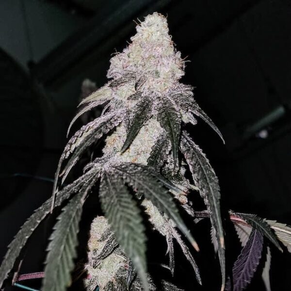 Ethos Genetics Battle Axe R1 Fem 5 pk