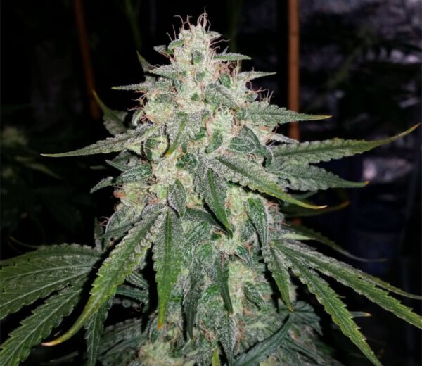 Mephisto 4 Assed Monkey Fem Auto 3 pk