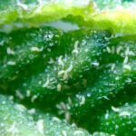 Hemp Russet Mites