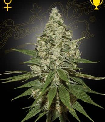 Green House Seeds Super Lemon Haze