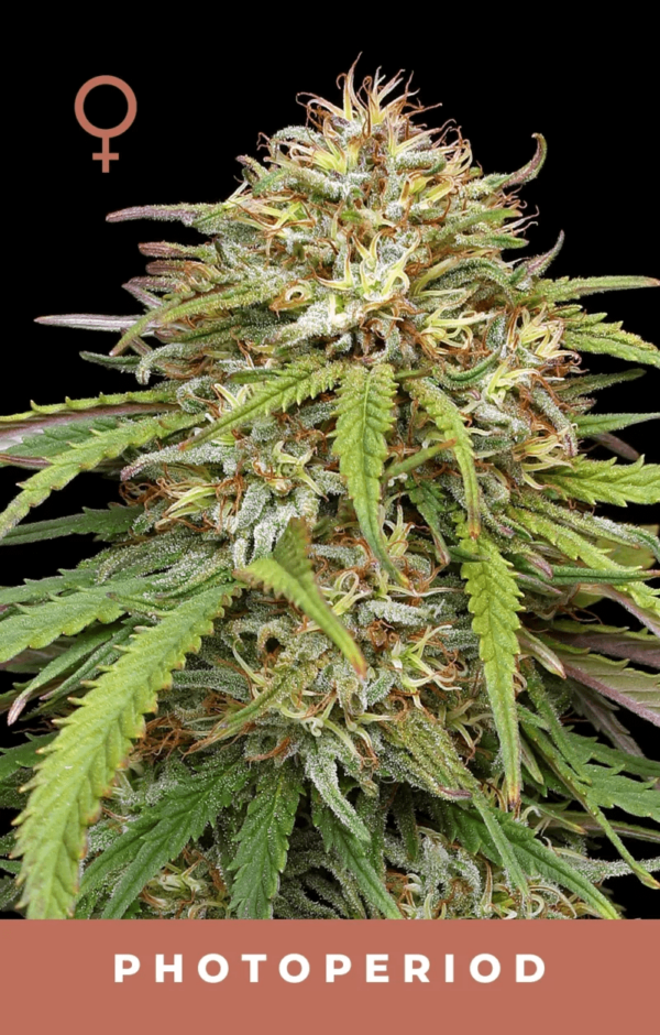 Humboldt Seed Company Ed Rosenthal's Super High Life Fem 10 pk