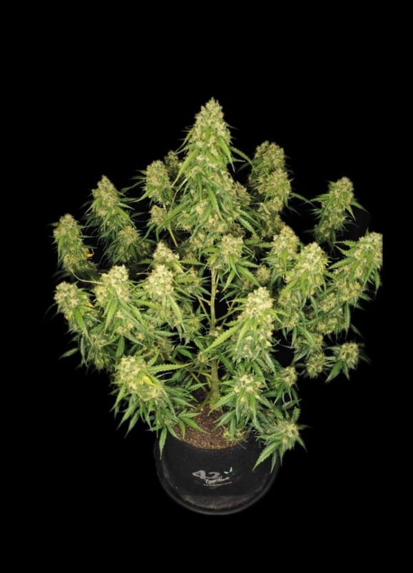 420 Fast Buds Sour Jealousy Auto Fem 5 pk - Image 2